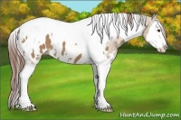 Horse Color:White Spotted Red Dun Splash Tobiano Blanket