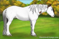 Horse Color:Bay Splash Tobiano Appaloosa 