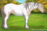Horse Color:Amber Champagne Tobiano Blanket