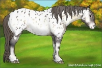 Horse Color:Buckskin Onyx Mushroom Near Leopard 