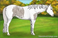 Horse Color:Silver Grullo Ice Sabino Splash Tobiano