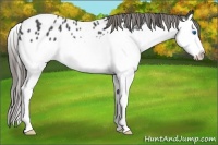 Horse Color:Smoky Black Sabino Splash Appaloosa Rabicano