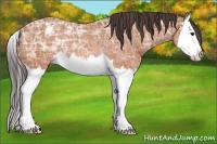 Horse Color:Bay Ice Sabino Splash Appaloosa Rabicano 