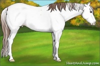 Horse Color:Bay Dun Sabino Splash Appaloosa 