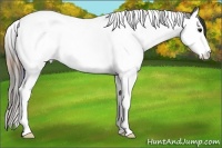 Horse Color:Plaid  White Spotted Black Ice Splash Tobiano 