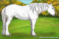 Horse Color:Gray Red Dun Splash Tobiano Appaloosa 
