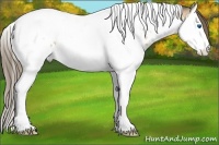 Horse Color:White Spotted Bay Splash Tobiano Appaloosa 