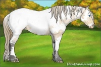 Horse Color:White Spotted Bay Splash Appaloosa