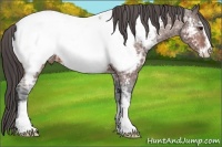 Horse Color:Bay Ice Sabino Near Fewspot
