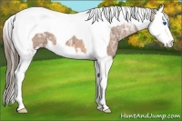 Horse Color:Buckskin Ice Sabino Splash Tobiano Appaloosa 