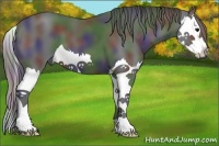 Horse Color:Nacre Black Splash 
