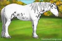 Horse Color:Black Splash Tobiano Appaloosa 