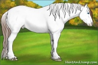 Horse Color:White Spotted Bay Ice Dun Splash Tobiano Appaloosa 