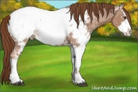 Horse Color:Chestnut Ice Sabino Snowcap