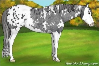 Horse Color:White Spotted Black Splash Appaloosa Rabicano