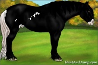 Horse Color:White Spotted Chestnut Appaloosa 