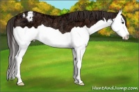 Horse Color:Bay Ice Splash Appaloosa Rabicano 