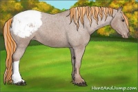 Horse Color:Painted Chestnut Appaloosa 