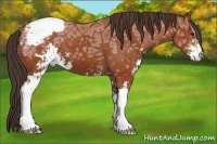 Horse Color:Bay Ice Sabino Appaloosa 