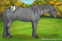 Horse Color:Black Sabino Appaloosa