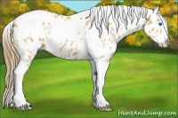 Horse Color:Buckskin Ice Splash Tobiano Appaloosa 