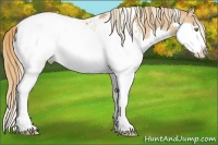 Horse Color:White Spotted Gold Champagne Sabino Splash Snowcap