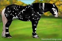 Horse Color:White Spotted Chestnut Splash Tobiano Appaloosa 