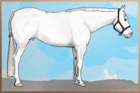 Horse Color:Liver Chestnut Sabino Splash Rabicano