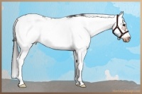 Horse Color:Bay Sabino Frame Appaloosa Rabicano