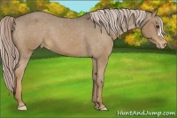 Horse Color:Chocolate Palomino Appaloosa