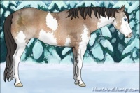 Horse Color:Brown Ice Sabino Splash 