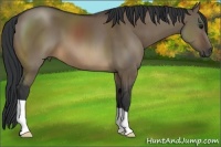 Horse Color:Brown Dun 