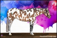 Horse Color:Buckskin Near Leopard 