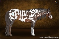 Horse Color:Liver Chestnut Near Leopard 
