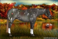 Horse Color:White Spotted Liver Chestnut  and Liver Chestnut 