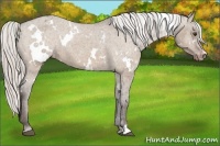 Horse Color:White Spotted Silver Brown Dun Varnish 