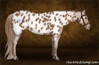 Horse Color:Chestnut Near Leopard 