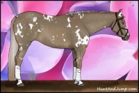 Horse Color:White Spotted Chocolate Palomino Sabino 