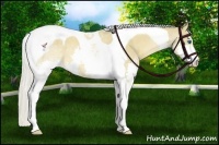 Horse Color:Palomino Sabino Splash Tobiano 