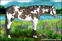 Horse Color:White Spotted Liver Chestnut Sabino Splash 