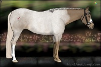 Horse Color:Chocolate Palomino 