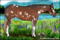 Horse Color:White Spotted Liver Chestnut Tobiano 