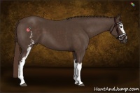 Horse Color:White Spotted Liver Chestnut 
