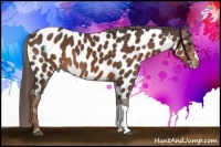 Horse Color:Liver Chestnut Appaloosa