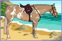 Horse Color:White Spotted Palomino 