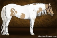 Horse Color:White Spotted Palomino Tobiano 
