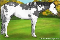 Horse Color:White Spotted Blue Roan Splash Frame 