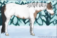 Horse Color:Buckskin Roan Tobiano Frame Rabicano 