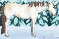 Horse Color:White Spotted Sable Champagne Dun Appaloosa