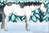 Horse Color:Blue Roan Splash 